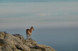 © JaviJfotografo - A herd of mountain goats and mouflon in the Loma de Bailanderos in the Sierra de Guadarrama National Park. Madrid's community. Spain