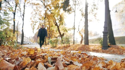 Wall Mural - A man walks on dry yellow autumn leaves in good weather. Slow motion