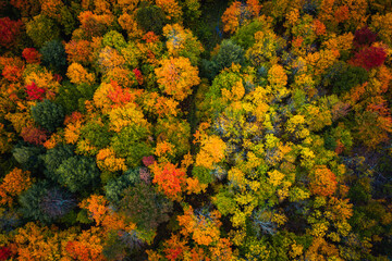 beautiful fall look down photograph of a muddy dirt path meandering through the forest with gorgeous