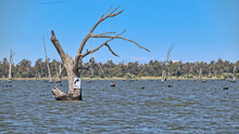Right Turn Only Sign On Dead Tree In Lake Mulwala