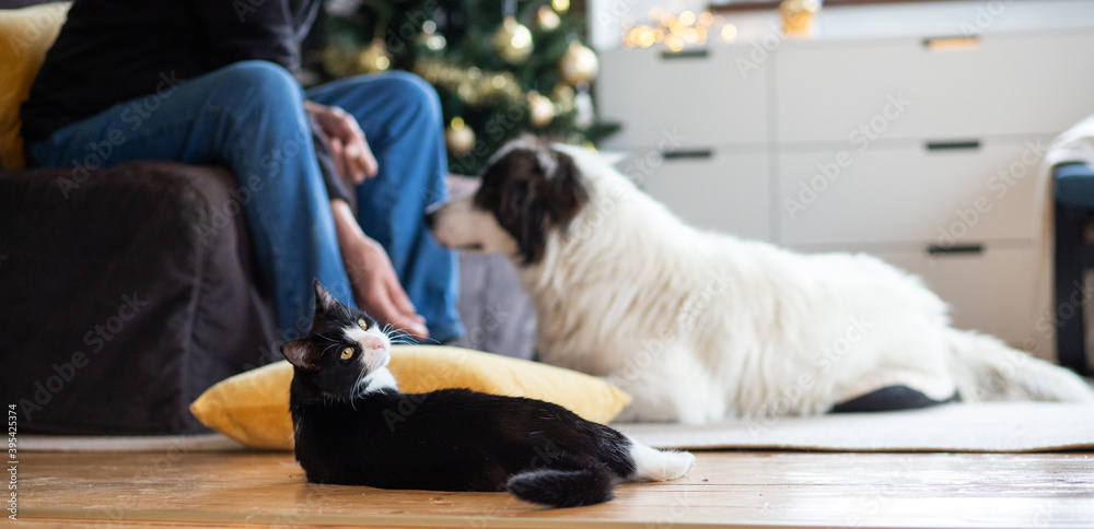 cute little cat and dog at home at Christmas hygge concept - obrazy, fototapety, plakaty 