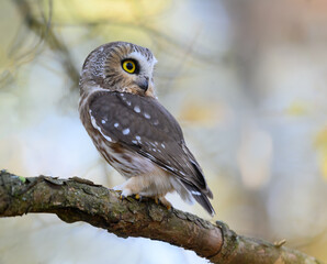 Wall Mural - Northern Saw-whet Owl Portrait in Fall