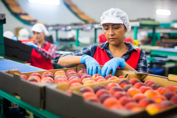 Focused woman working at fruits warehouse, checking and marking peaches in boxes