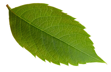 Wall Mural - Nut leaf isolated on a white background