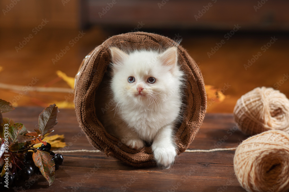 kitten in a wicker basket plays. Bicolor Rag Doll Cat at home - obrazy, fototapety, plakaty 