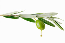 Olive Oil Dripping From Olive On Branch