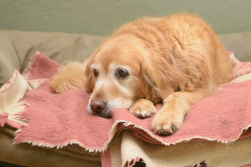 Wall Mural - Senior old dog resting