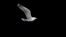Isolated Seagull Flying Loop ,alpha Footage,you Can Change The Background.symbol Of Freedom. Big Seagull Soaring Over The Mediterranean Sea.birds Flies In Strong Winds.3d Animation Of Flying Bird Loop