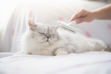 Wall Mural - Asian woman using a comb brush Persian cat