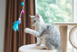 Fototapeta Koty - kitten playing toy on cat tower