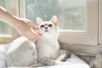 woman,s hand petting a cat under sunlight