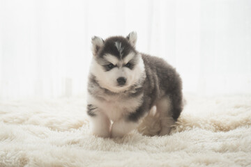 Poster - Cute siberian husky puppy sitting in the living room