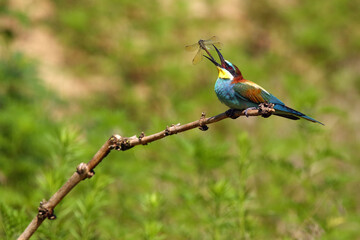 Poster - The European bee-eater (Merops apiaster) sitting on a twig with a dragonfly in its beak. Typical behavior of a bee-eater when catching prey. Very colorful European songbird on a green background.