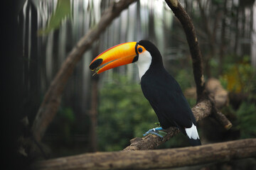 Toco toucan (Ramphastos toco) known as Tucano Toco sitting on tree branch, are among the animals that can be seen by visitors. The largest bird park in Latin America, blurry background