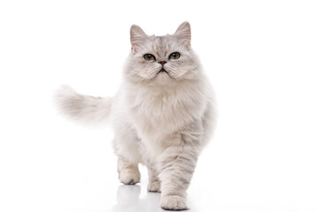 Wall Mural - Persian cat on white background,isolated