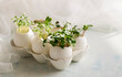 © Foodlovers - Microgreens in the eggshells, spring and easter concept
