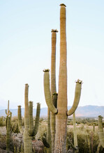Vertical Shot Of Sugaro Cactuses