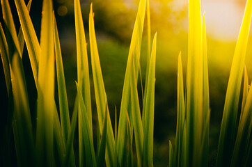 green grass and sun