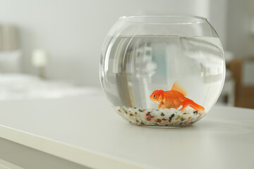 Canvas Print - Beautiful bright goldfish in aquarium on table at home. Space for text