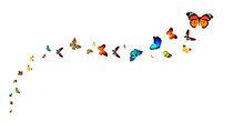 Butterflies Stock Image In White Background 