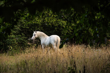 white horse in the field