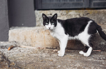 Black and white cat with green eyes walking in a garden