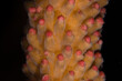 Egg-sperm bundles before spawning of Acropora muricata