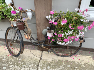 Canvas Print - Beautiful view of white and pink flowers placed on both sides of the bicycle leaning on the wall