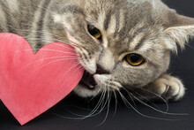 Close-up Of The Face Of The Cat, Which Gnaws A Red Wooden Heart, On A Black Background. Horizontal Photo.