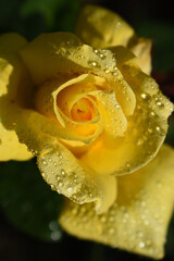 Wall Mural - Closeup of a beautiful yellow rose with water drops on the petals on a blurry background