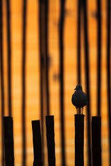 Wall Mural - Seagull is perching on the stump at sunset.