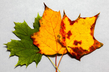 Wall Mural - Three autumn colored leaves on  paper background