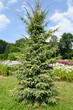 Black spruce, variety Aurea (Picea mariana (Mill.) Britton, Sterns & Poggenb.). General view