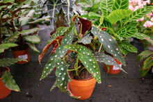 Begonia Maculata In Flowerpot In Greenhouse. Plant With Green Spotted Leaves In Pots. High Angle. Nature Or Botany Concept