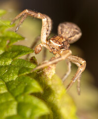 Close-up of a spider in nature.