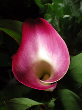 Closeup Shot Of A Beautiful Pink Calla Lily Flower