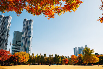 Seoul forest park, Autumn colorful trees with modern buildings in Korea