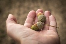 Two acorns oaknuts on the palm