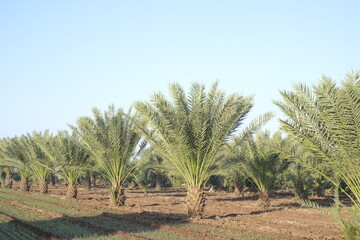 The palm tree is the same tree as the palm and coconut trees are common fruit species in all regions. Beneficial in many ways, such as sweet brown sugar, fresh fruit to make eye candy 2