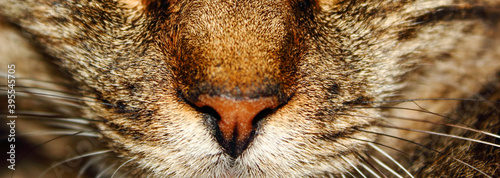 Fotomural close up portrait of a cat with eye, fur nose and whiskers