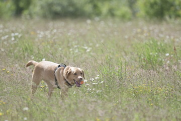 Golden labrador walking in wild flower meadow