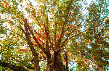 Big late summer tree from underneath on a sunny day