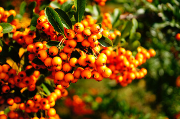 Poster - Close up shot of a ripe hawthorn growing in the field