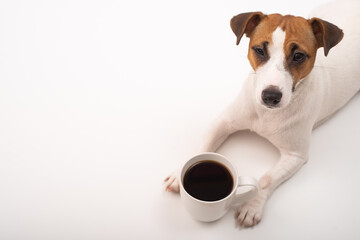 Wall Mural - Jack russell terrier dog with a mug of black coffee on a white background.