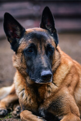 Wall Mural - Selective focus shot of a cute German Shepherd lying on the ground in the backyard