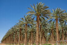Date Palm Trees Field In Israel With Full Of Sun Shine.