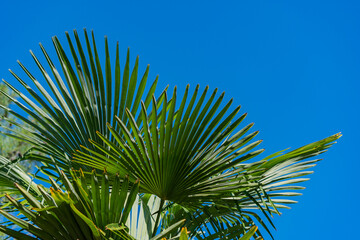 Wall Mural - green palm leaves on blue sky background