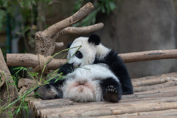 Panda baby Bear eating bamboo. Kuala Lumpur. Malaysia.