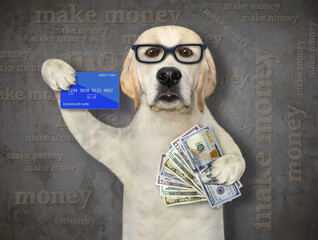 A dog businessman in glasses is holding a credit card and a fan of dollars. Make money. Gray background.