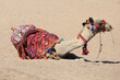 Kamel in der Wüste